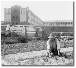 Außenplantage der JVA Werl mit arbeitenden Gefangenen (undatiert, zwischen 1908 und 1933)